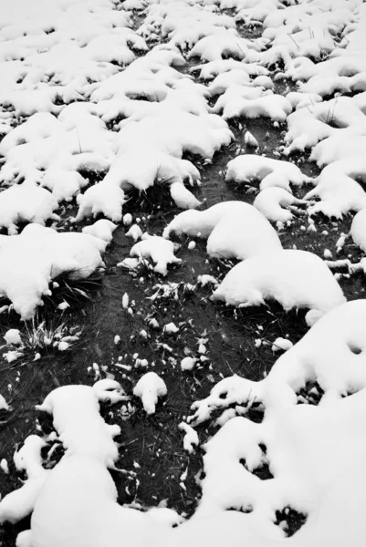 Prado nevado — Fotografia de Stock