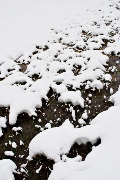 雪に覆われた牧草地 — ストック写真