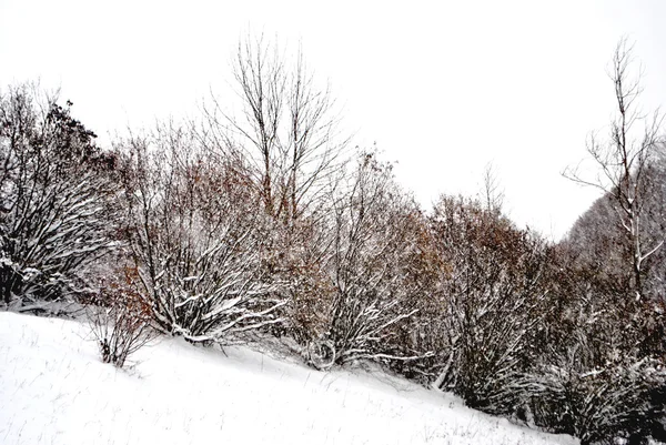 Kar yağışı — Stok fotoğraf