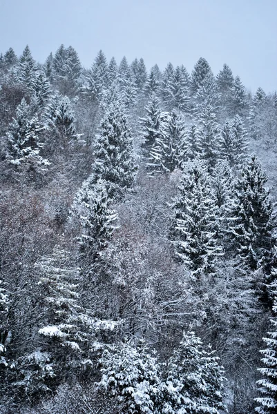 Blanche neige — Photo