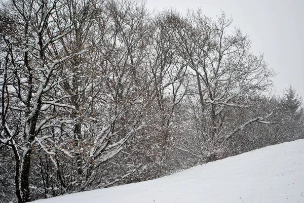 Kar yağışı — Stok fotoğraf