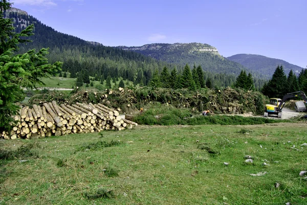 stock image Wood Logs