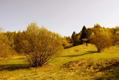 çam ormanları