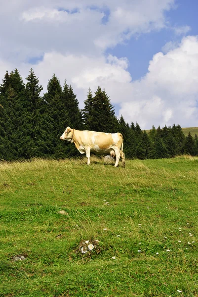 Krowy — Zdjęcie stockowe