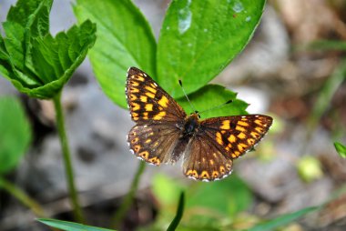 Butterfly in the forests