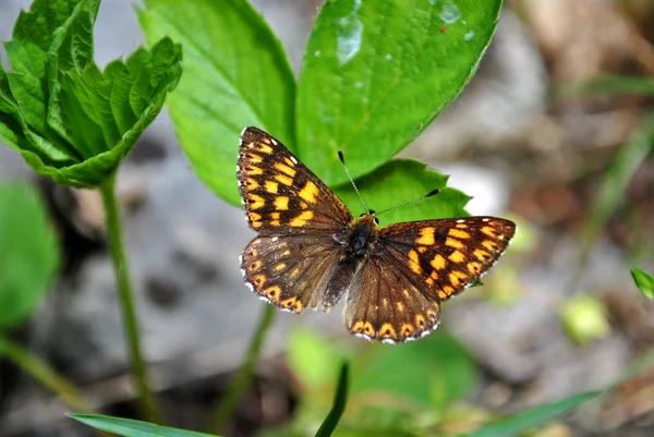 Farfalla nelle foreste — Foto Stock