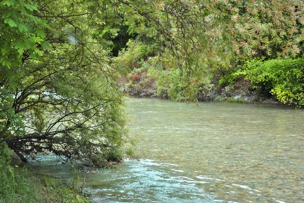 Nehir çimen — Stok fotoğraf