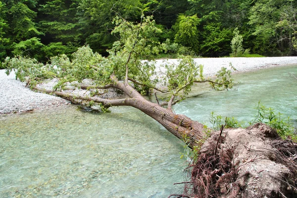 Träd föll — Stockfoto