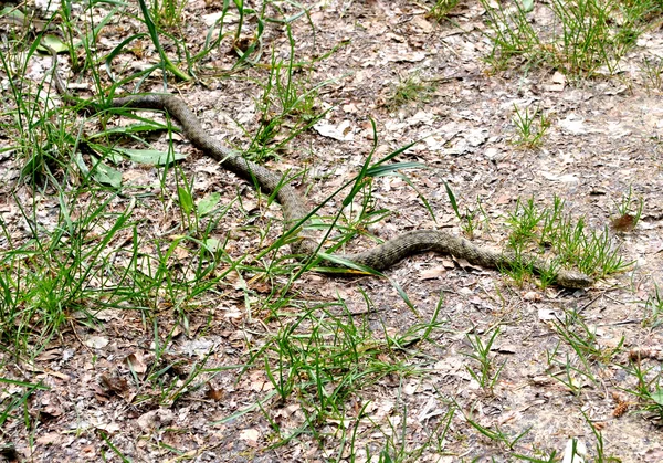 stock image Viper snake