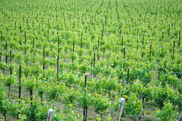 Chardonnay vignes — Photo