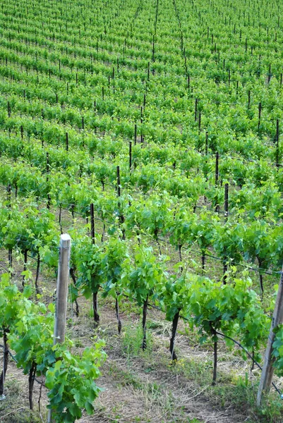 Chardonnay winogron winorośli — Zdjęcie stockowe