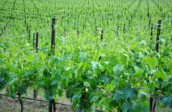 Chardonnay druvor vinstockar — Stockfoto