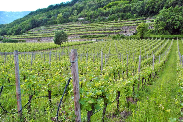 Chardonnay-druif wijnstokken — Stockfoto