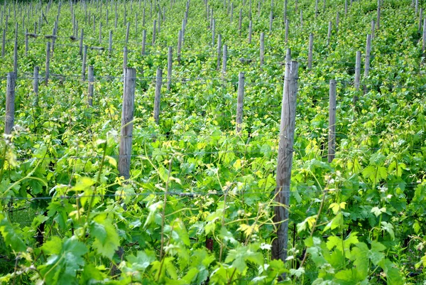 Chardonnay-Weinreben — Stockfoto