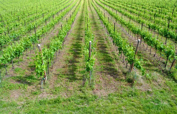 Chardonnay-Weinreben — Stockfoto