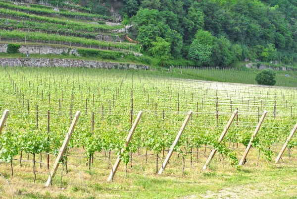 Chardonnay winogron winorośli — Zdjęcie stockowe