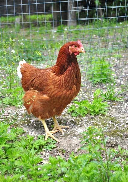 stock image Hens in the farm