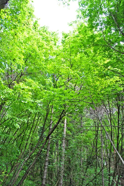 Lasu modrzew — Zdjęcie stockowe