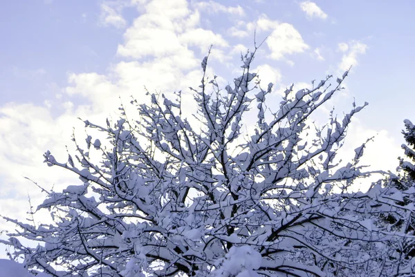 stock image Winter trees