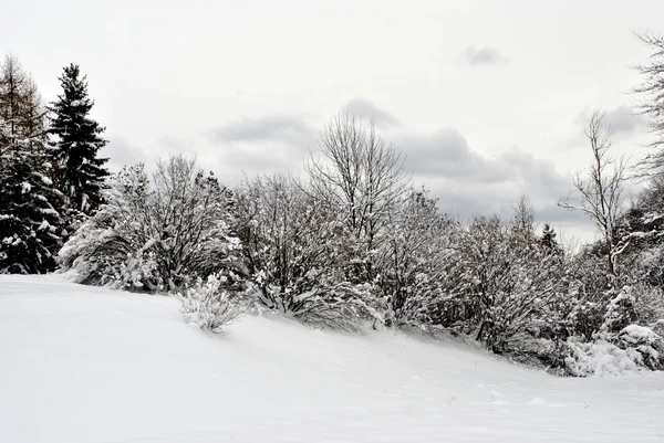 Снег — стоковое фото