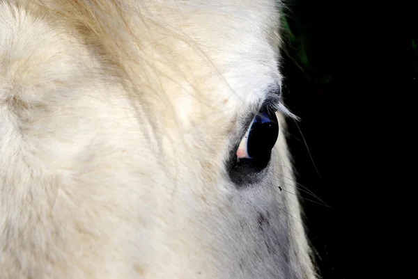 Olho de cavalo — Fotografia de Stock