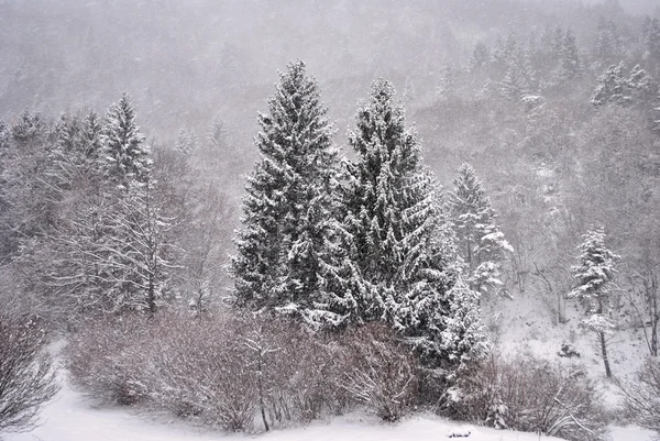 下雪 — 图库照片