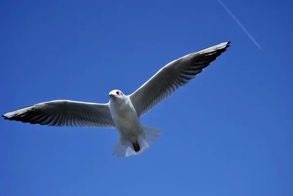 Gaivota — Fotografia de Stock