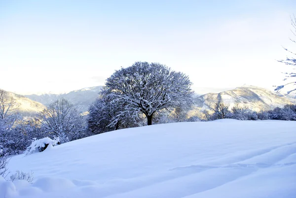 stock image Winter landscape