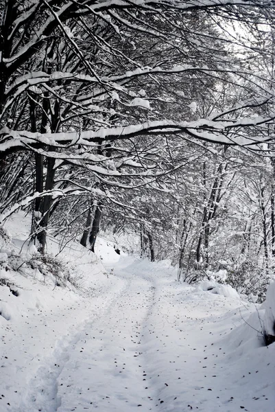 Neve da floresta — Fotografia de Stock