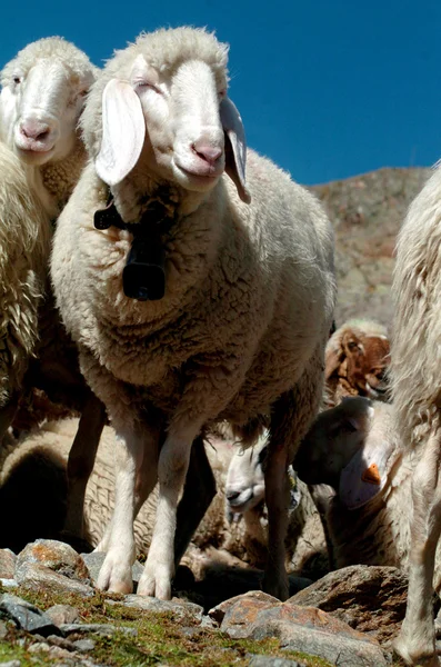Вівці на горі — стокове фото