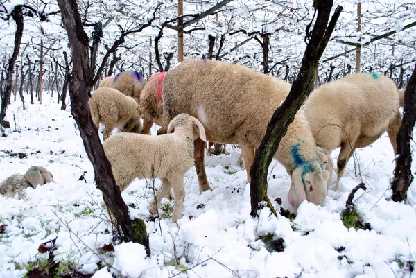 stock image Vineyard snow