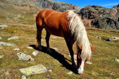 haflinger at