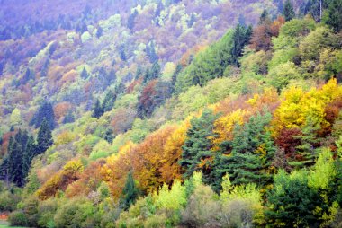 köknar ve çam ağaçları