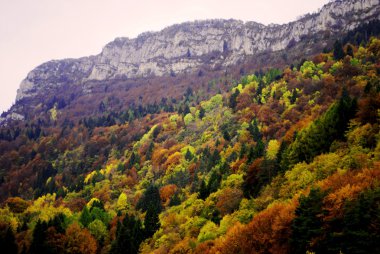 köknar ve çam ağaçları