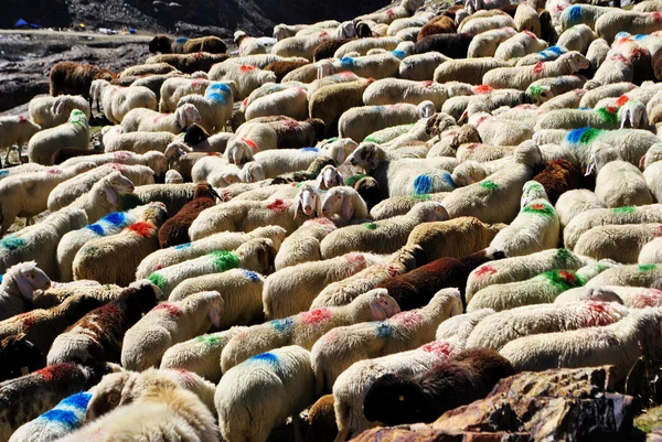 放牧绵羊 — 图库照片