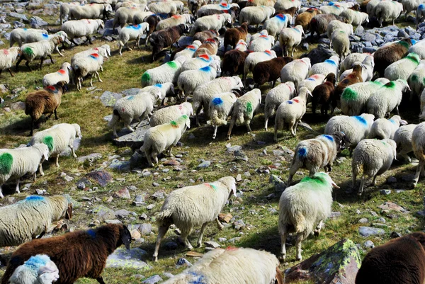 Pășunatul oilor — Fotografie, imagine de stoc