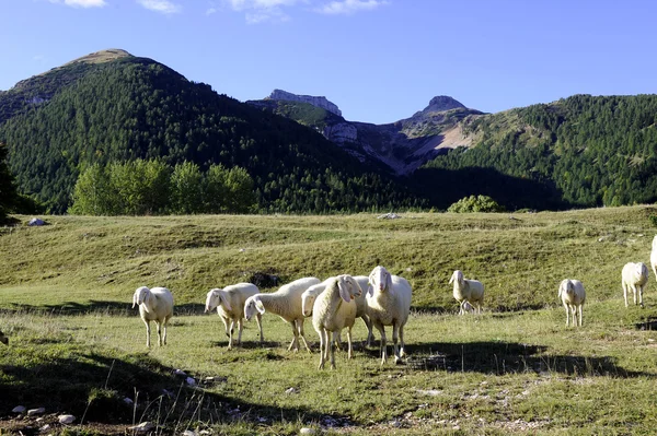Pășunatul oilor — Fotografie, imagine de stoc