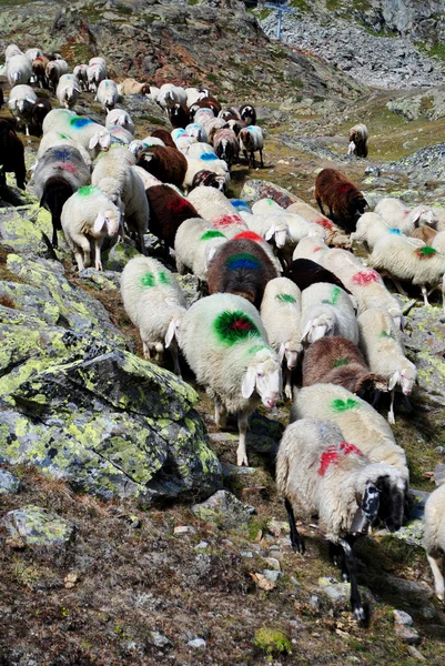 Græsning af får - Stock-foto