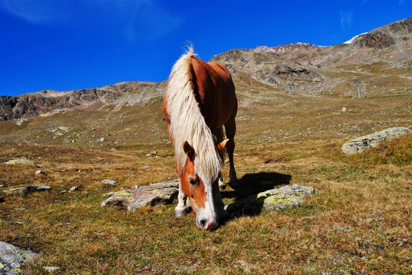 Haflinger paard — Stockfoto