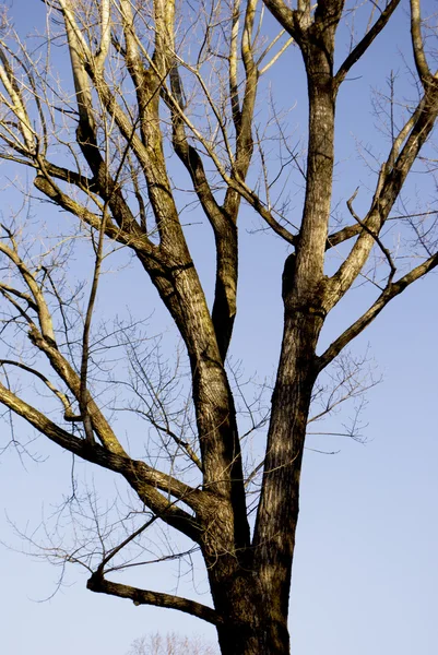 Köknar ve çam ağaçları — Stok fotoğraf