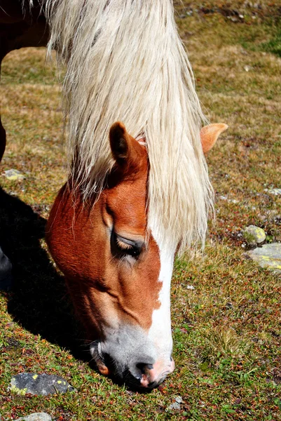 Haflinger кінь — стокове фото