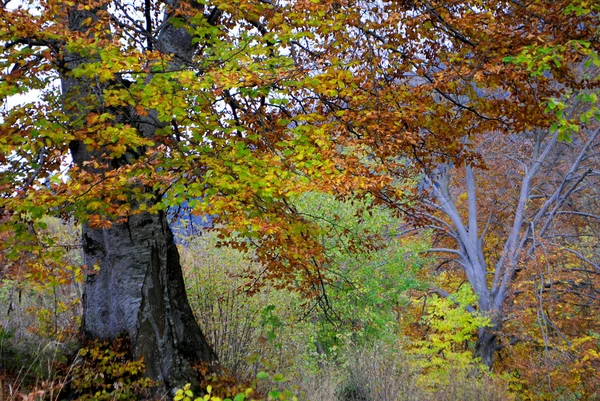 モミの木や松の木 — ストック写真