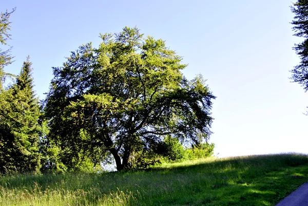 冷杉和松树 — 图库照片