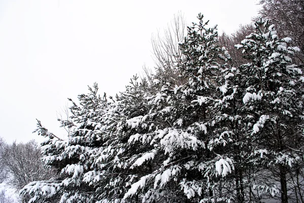 Snow in mountains — Stock Photo, Image