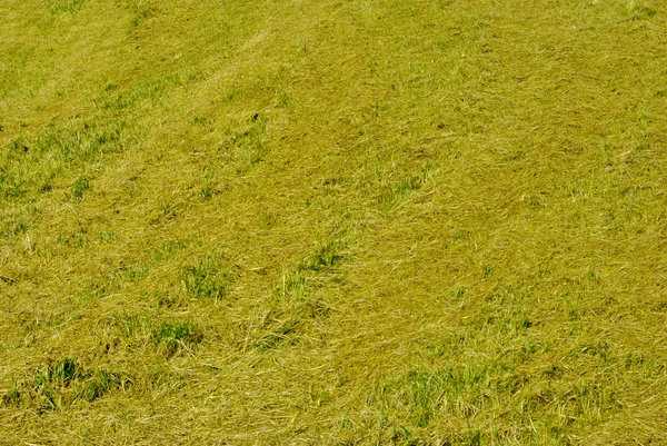 Grönt gräs — Stockfoto