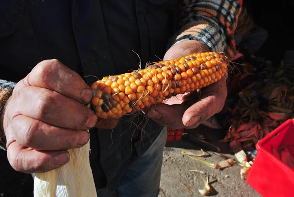 stock image Yellow corn