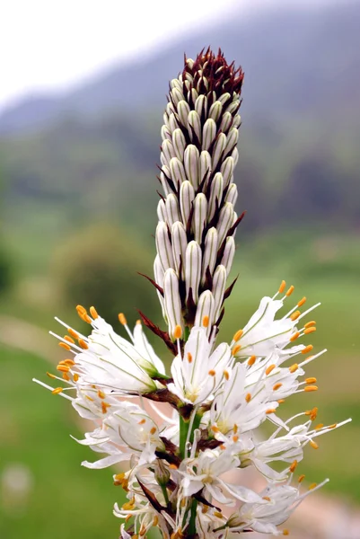 Flores de montaña — Foto de Stock