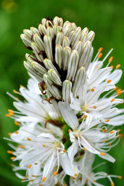 stock image Mountain flowers