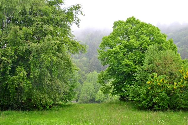 Pijnbomen en lariksen boerderij — Stockfoto
