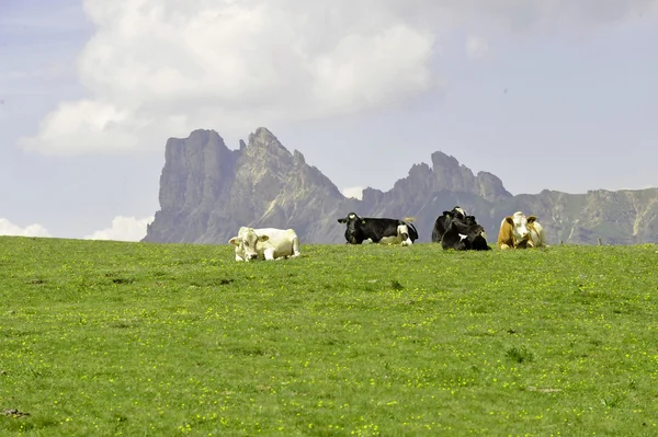 Vaci — Fotografie, imagine de stoc